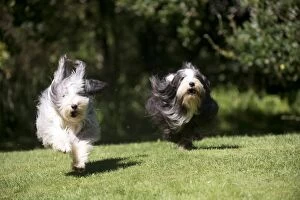 Images Dated 31st August 2012: DOG - Bearded collies running in garden