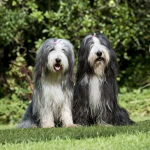 Images Dated 31st August 2012: DOG - Bearded collies sitting together in garden