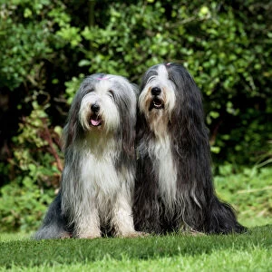 DOG - Bearded collies sitting together in garden