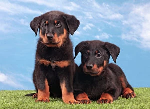Beaucerons Gallery: Dog - Beauceron
