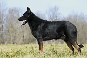 Dog - Beauceron / Bas Rouge / Berger de Beauce - adult. French Sheepdog