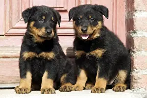Door Prints: Dog - Beauceron / Bas Rouge / Berger de Beauce - two puppies. French Sheepdog