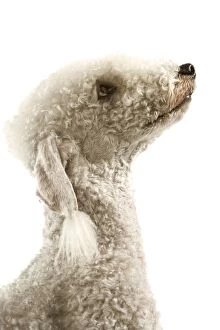 Images Dated 8th April 2006: Dog - Bedlington Terrier