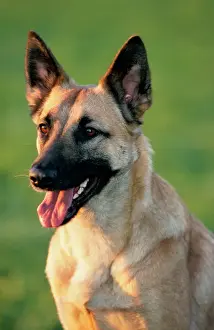 Shepherd Dog Prints: Dog - Belgian Malinois