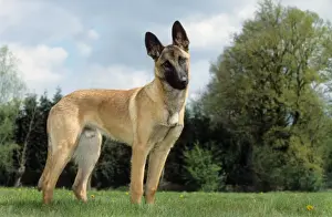 Shepherd Dog Prints: Dog - Belgian Malinois in garden