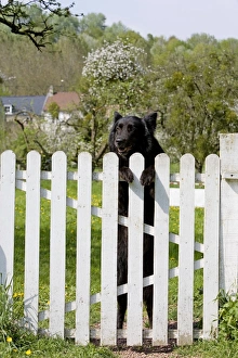 Images Dated 5th May 2006: Dog - Belgian Sheepdog / Groenendael - Peering over gate