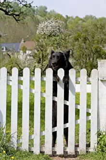 Dog - Belgian Sheepdog / Groenendael - Peering over gate