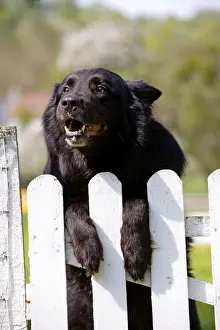 Dog - Belgian Sheepdog / Groenendael - Peering over gate