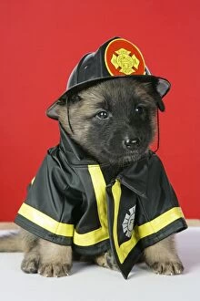 Images Dated 25th August 2007: DOG. Belgian Shephard (Tervuren) puppy dressed in firemans outfit