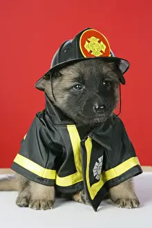 Shepherd Dog Prints: DOG. Belgian Shephard (Tervuren) puppy dressed in firemans outfit