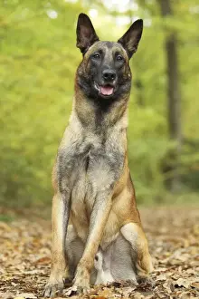 Dog - Belgian Shepherd Dog / Malinois