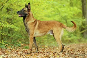 Leaves Collection: Dog - Belgian Shepherd Dog / Malinois