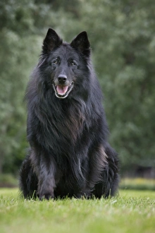 Images Dated 22nd May 2011: Dog - Belgian Shepherd Groenendael