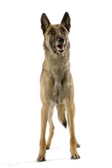 Dog - Belgian Shepherd / Malinois