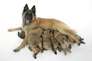 Images Dated 25th August 2007: DOG - Belgian Shepherd (Tervuren) dog with puppies feeding