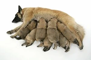 Images Dated 25th August 2007: DOG - Belgian Shepherd (Tervuren) dog with puppies feeding