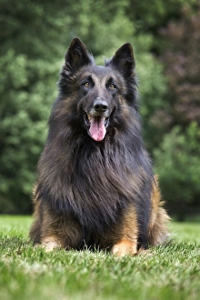 Images Dated 22nd May 2011: Dog - Belgian Shepherd / Tervuren Dog