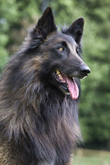 Images Dated 22nd May 2011: Dog - Belgian Shepherd / Tervuren Dog