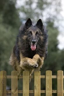 Belgian Shepherd Dogs Gallery: Dog - Belgian Shepherd / Tervuren Dog jumping over fence