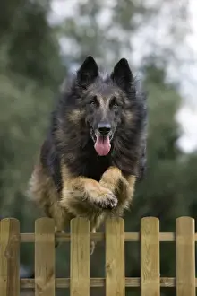 Fence Prints: Dog - Belgian Shepherd / Tervuren Dog jumping over fence