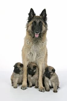 Images Dated 25th August 2007: DOG - Belgian Shepherd (Tervuren) dog with puppies