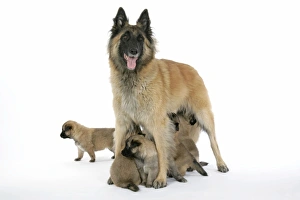 Images Dated 25th August 2007: DOG - Belgian Shepherd (Tervuren) dog with puppies