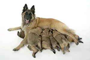 DOG - Belgian Shepherd (Tervuren) dog with puppies feeding