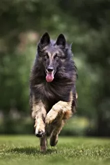 Images Dated 22nd May 2011: Dog - Belgian Shepherd / Tervuren Dog running