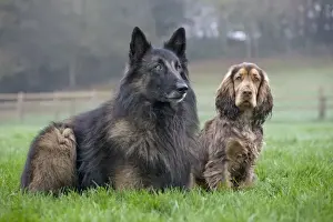 Shepherd Dog Prints: Dog - Belgian Shepherd Tervuren with English Cocker Spaniel
