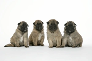 Images Dated 25th August 2007: DOG - Belgian Shepherd (Tervuren) puppies