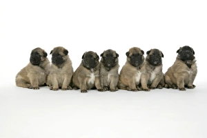 Images Dated 25th August 2007: DOG - Belgian Shepherd (Tervuren) puppies
