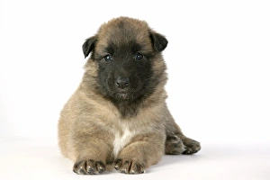 Images Dated 25th August 2007: DOG - Belgian Shepherd (Tervuren) puppy