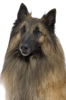 Dog - Belgium Sheepdog / Tervuren