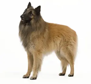 Tervueren Prints: Dog - Belgium Sheepdog / Tervuren
