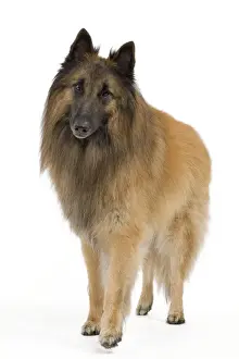 Dog - Belgium Sheepdog / Tervuren