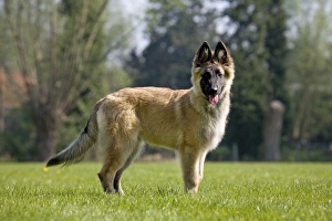 Images Dated 15th April 2007: Dog - Belgium Shepherd Tervuren puppy