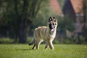 Images Dated 15th April 2007: Dog - Belgium Shepherd Tervuren puppy