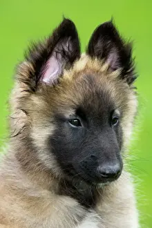 Shepherd Dog Prints: Dog - Belgium Shepherd Tervuren puppy in garden