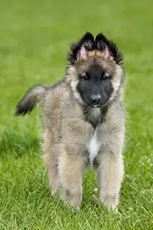 Shepherd Dog Prints: Dog - Belgium Shepherd Tervuren puppy in garden