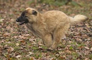 Dog - Belgium Shepherd / Tervuren - running