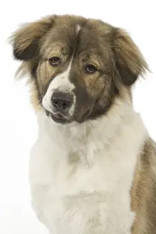 Shepherd Dog Prints: Dog - Berger du Caucase. Also know as Caucasian Shepherd Dog / Mountain dog - in studio