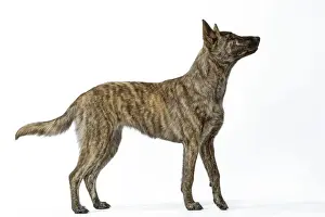 Shepherd Dog Prints: Dog - Berger Hollandaise / Dutch Shepherd Dog. Also known as Hollandse Herdershond