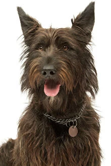 Collar Collection: Dog - Berger de Picard / PIcardy Shepherd