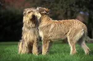 Dog - Berger de Picard / Picardy Shepherd - two