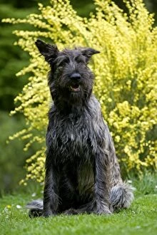 Images Dated 6th May 2006: Dog - Berger Picard / Picardy Shepherd with mouth open