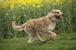 Berger Gallery: Dog - Berger Picard / Picardy Shepherd running