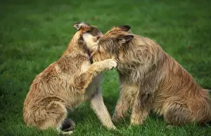 Dog - Berger de Picard / Picardy Shepherd - two sniffing each other