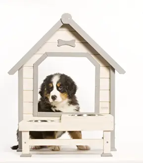 With Bowl Prints: Dog - Bermese Mountain Dog at dog feeding station in studio