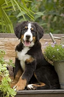 Images Dated 2nd September 2007: Dog - Bermese Mountain Dog puppy