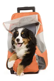 Bags Prints: Dog - Bermese Mountain Dog puppy in dog carrying bag, in studio